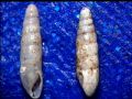 Hypnophila&nbsp;girottii